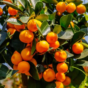 Citrus x microcarpa (XL)