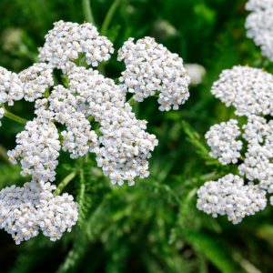 Achillea millefolium (P9)