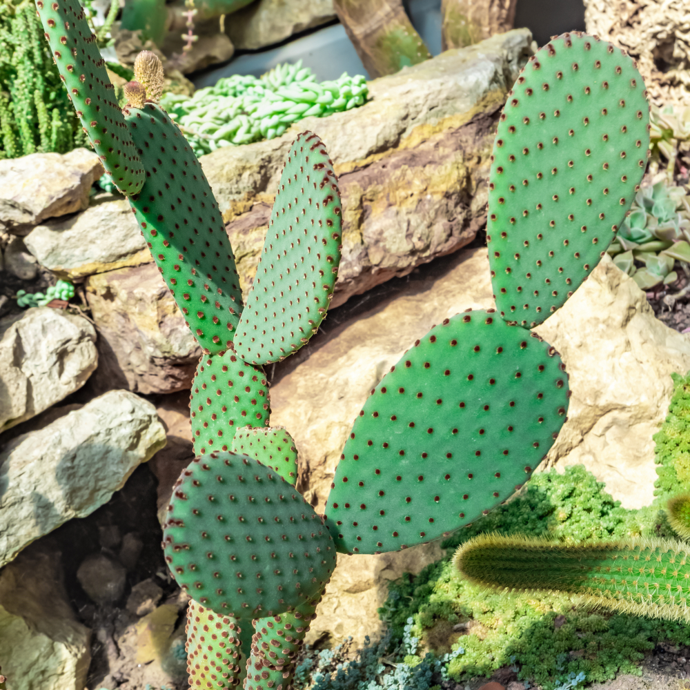 Opuntia microdasys rufida (P12)