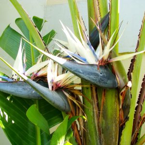 Strelitzia nicolai