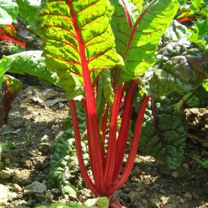 Snijbiet 'Rhubarb Chard' (zaden)