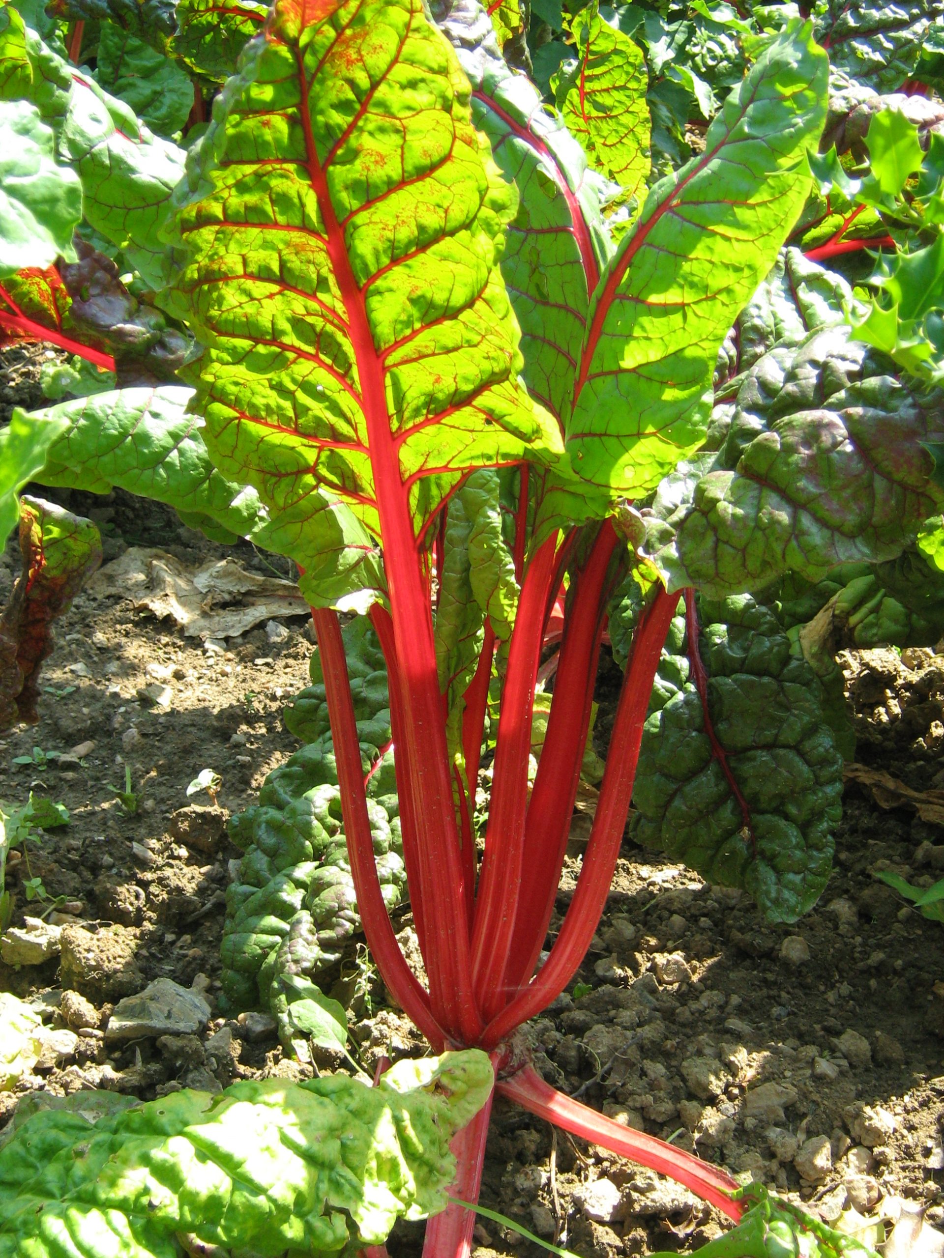 Snijbiet 'Rhubarb Chard' (zaden)