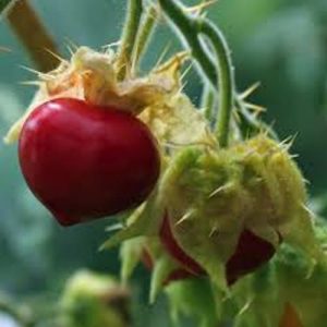 Solanum sisymbrifolium