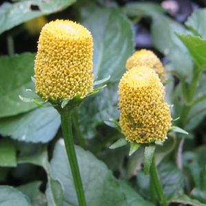 Spilanthes oleracea