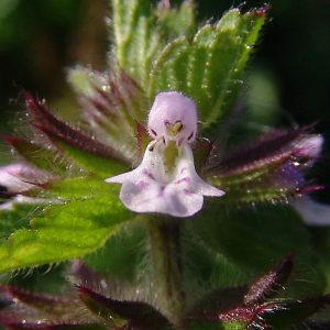 Stachys arvensis (zaden)