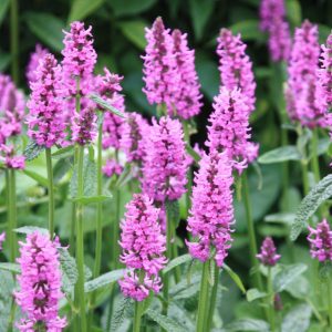 Stachys officinalis (P9)