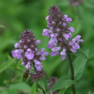 Stachys palustris (p9)