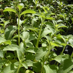Stevia rebaudiana (P9)