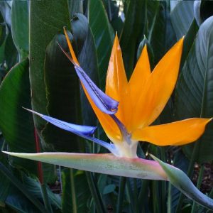 Strelitzia reginae (zaden)