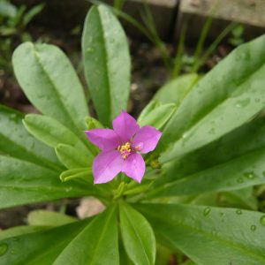 Talinum fruticosum