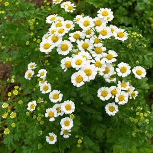 Tanacetum parthenium (p9)