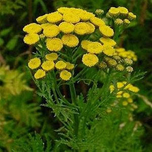 Tanacetum vulgare (p9)