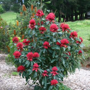 Telopea sp. 'Shady Lady Red'