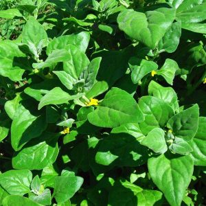 Tetragonia tetragonioides (zaden)