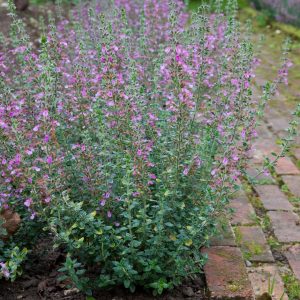 Teucrium x lucidrys (P9)