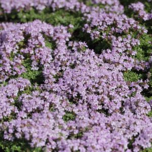 Thymus x citriodorus 'Rasta'