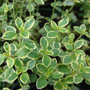 Thymus x citr. 'Golden Lemon'(P9)