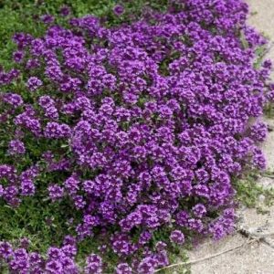 Thymus praecox 'Purple Beauty'