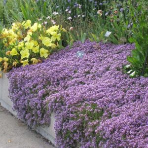 Thymus praecox 'Pink Chintz