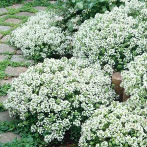 Thymus praecox 'Albiflorus'(P9)