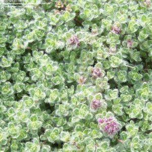 Thymus pseudolanuginosus (P9)