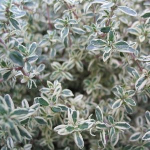 Thymus vulgaris 'Silver Posie'(P9)