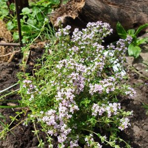 Thymus vulgaris 'Precompa' (P9)