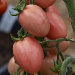 Tomaat Thai Pink (plant)