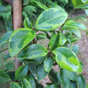 Trachelosperm. 'Chirmen Kazura'