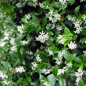 Trachelospermum jasminioides
