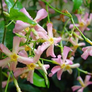 Trachelospermum 'Star of Sicily'