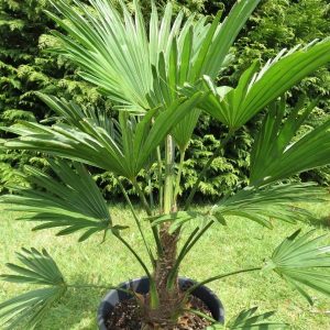 Trachycarpus wagnerianus (P23)