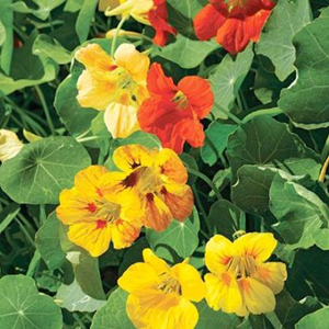 Tropeaeolum 'Glorious Gleam' (zaden)