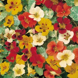 Trop. 'Jewel of Africa' (zaden)