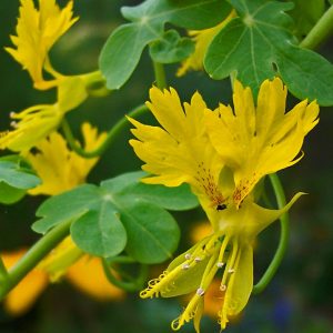 Tropaeolum peregrinum (zaden)
