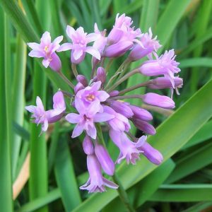 Tulbaghia simmleri (p9)
