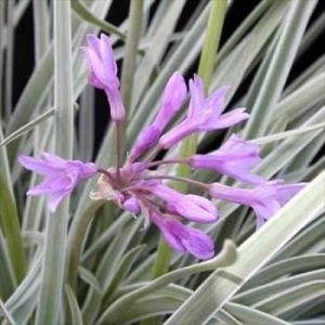Tulbaghia viol. 'Silver Lace' (P9)