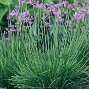 Tulbaghia violacea (p9)