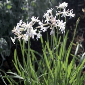 Tulbaghia violacea alba (p9)