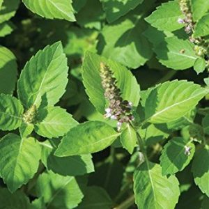 Ocimum tenuiflorum (O. sanctum)