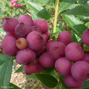 Vaccinium corymbosum 'Pink Lemonade'