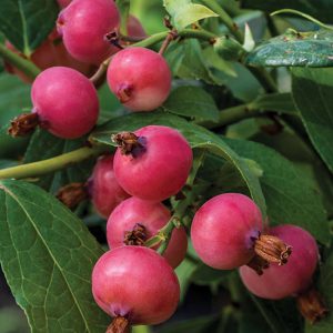Vaccinium cor. 'Pink Saphire'