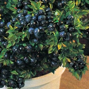 Vaccinium cor. 'Top Hat'