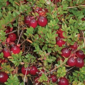 Vaccinium macro. 'Ben Lear'