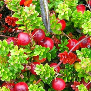 Vaccinium macro. 'McFarlin'