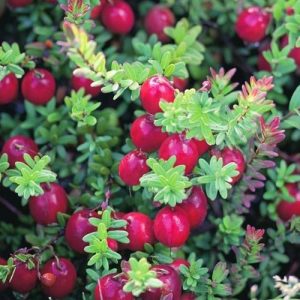Vaccinium macro. 'Pilgrim'
