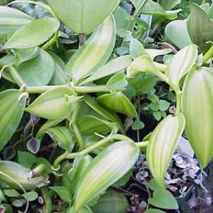 Vanilla planifolia variegata
