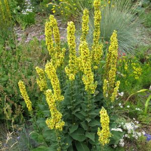 Verbascum nigrum (p9)