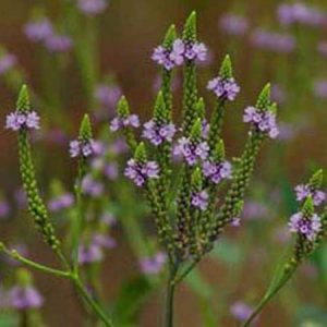 Verbena officinalis (p9)