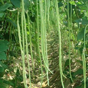 Vigna sesquipedalis (10 gr zaden)